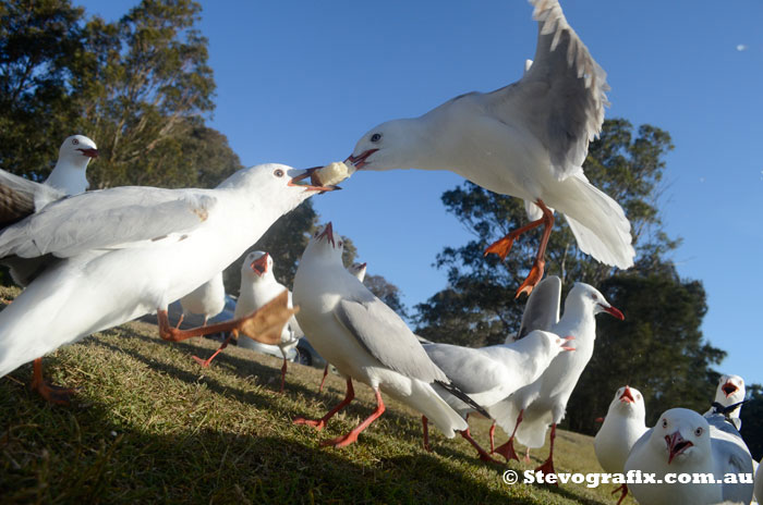 Seagull fight