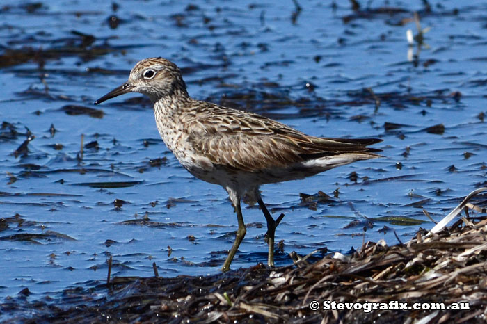 Sharp-tailed Sandpiper