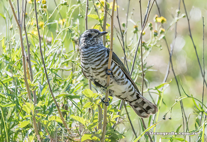 Shining Bronze-cuckoo