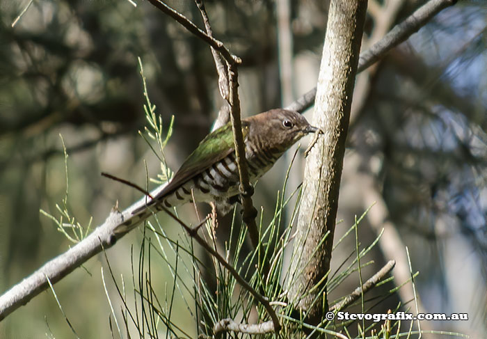 Shining Bronze-cuckoo