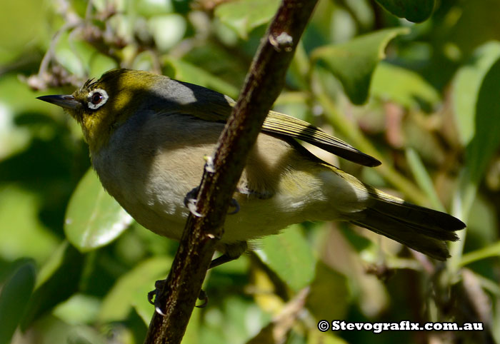 Silvereye