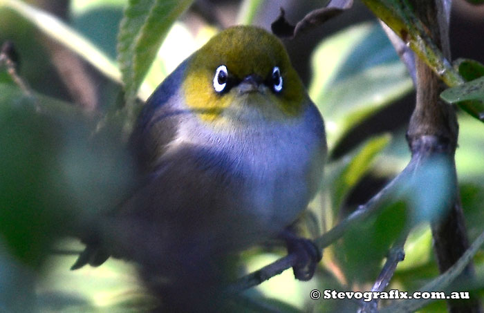 Silvereye