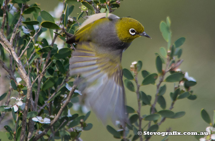 Silvereye feeding