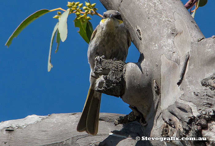 Singing Honeyeater