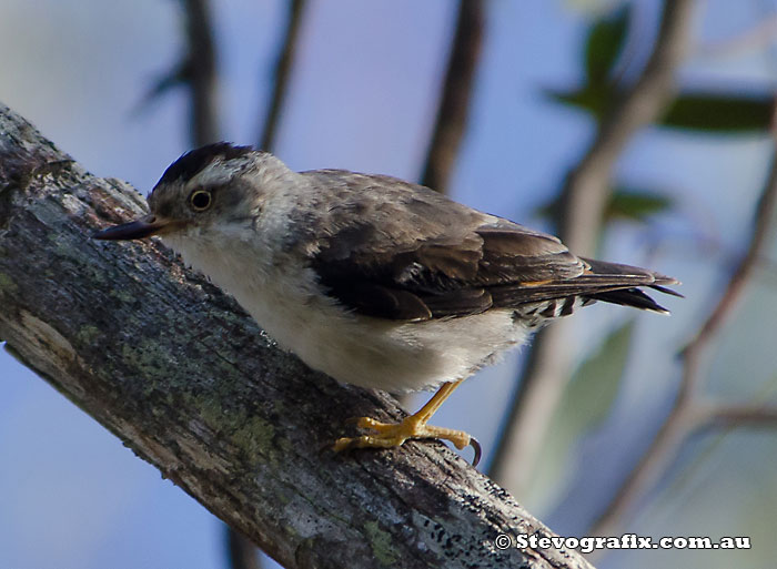 Female Varied Sittella - Black-capped