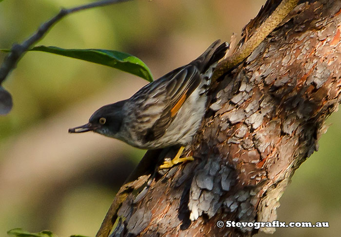 Orange-winged race of Varied Sitella