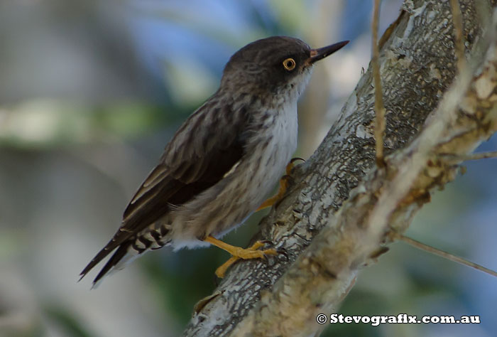 Varied Sitella - Orange Winged Race