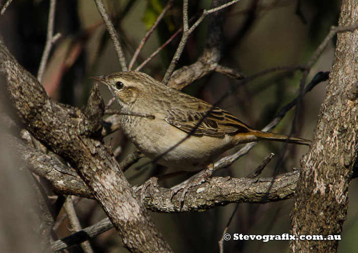 Rufous Songlark