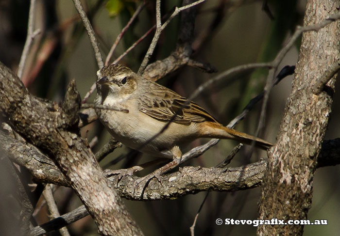 Rufous Songlark