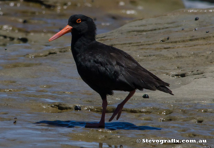 Sooty Oystercatcher