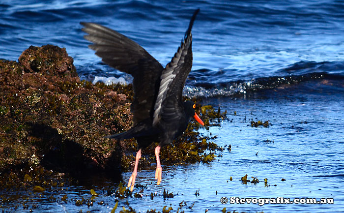 Sooty Oystercatcher in flight