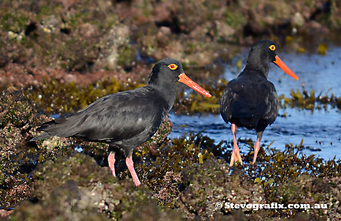 Sooty Oystercatchers