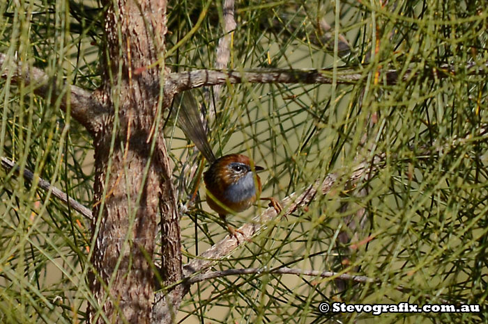 Southern Emu-wren