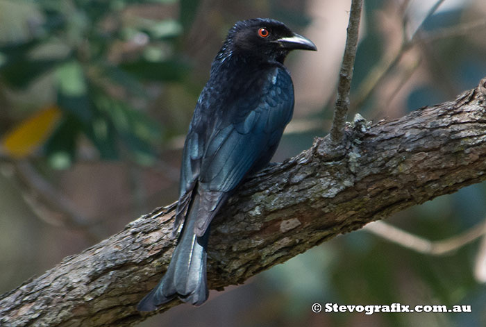 Spangled Drongo