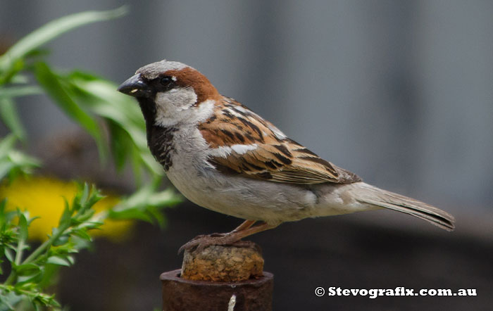 Male House Sparrow