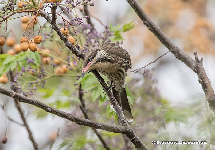 Spiny-cheeked Honeyeater