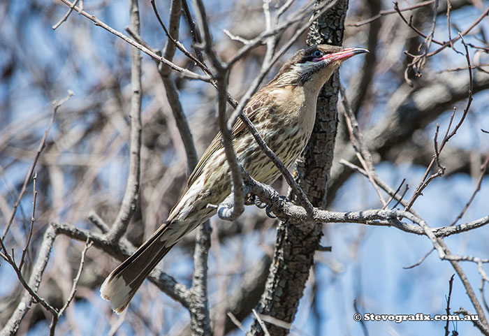 Spiny-cheeked Honeyeater