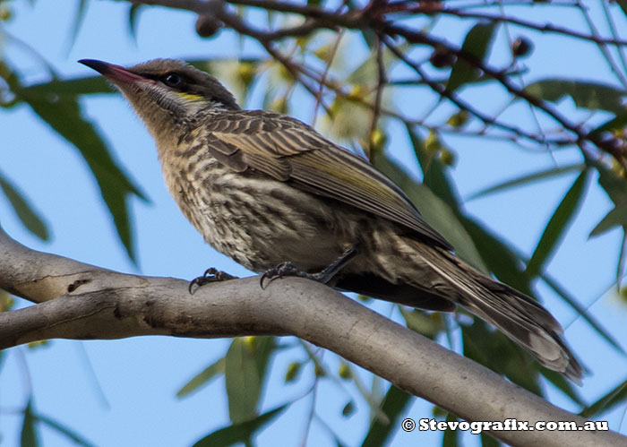 Spiny-cheeked Honeyeater