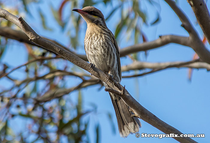 Spiny-cheeked Honeyeater