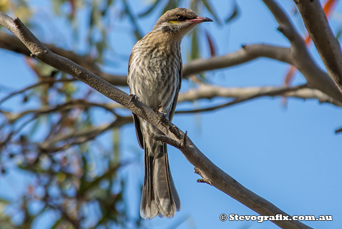 Spiny-cheeked Honeyeater