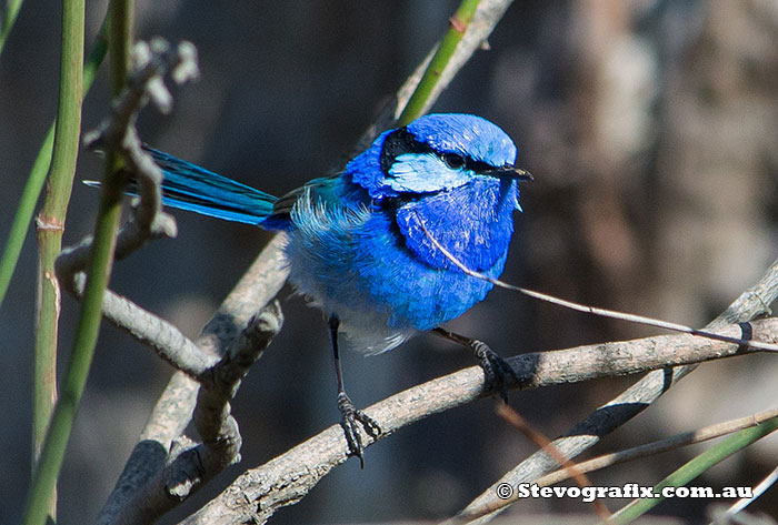 Splendid Fairy-wren