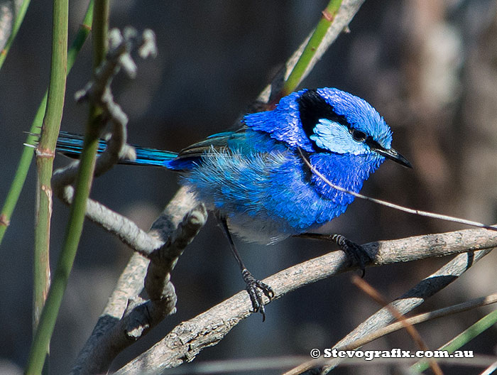 Splendid Fairy-wren