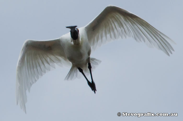 Royal Spoonbill