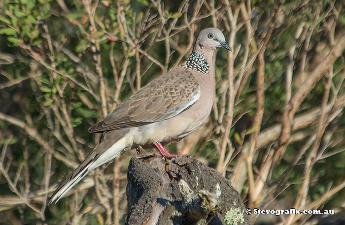 Spotted Dove