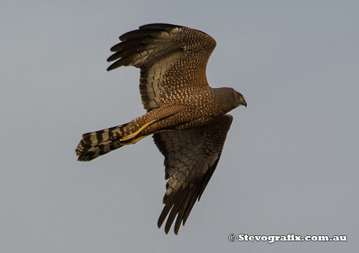 Spotted Harrier