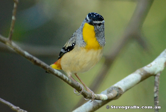 Spotted Pardalote