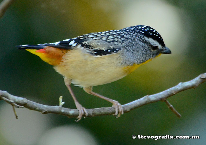 Spotted Pardalote