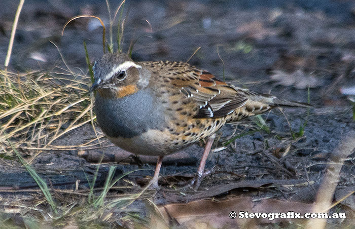 Female Spotted Quail-thrush