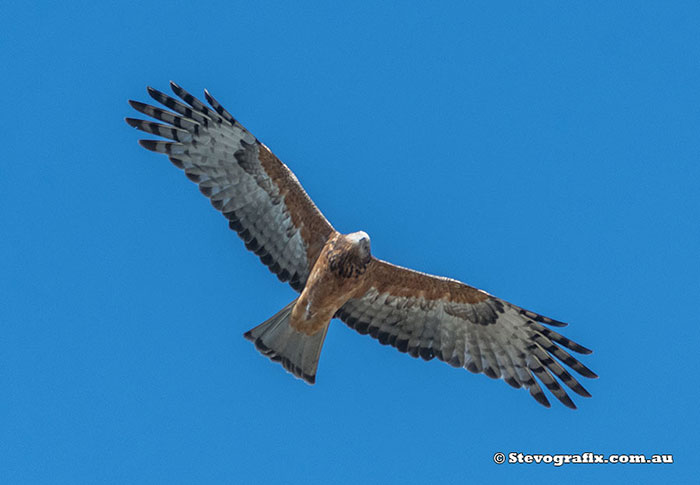 Square-tailed Kite