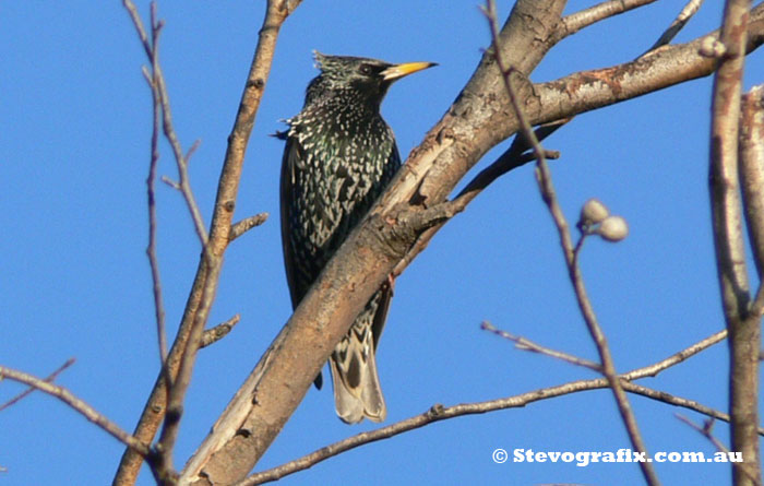 Starling