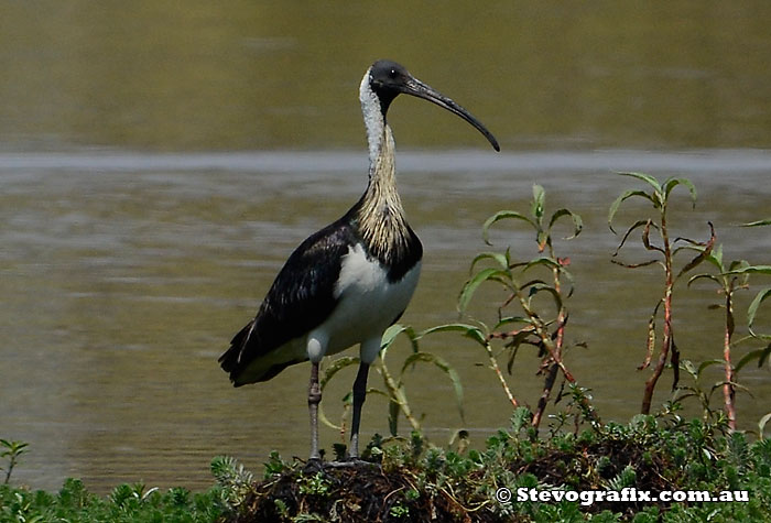 Straw-necked Ibis