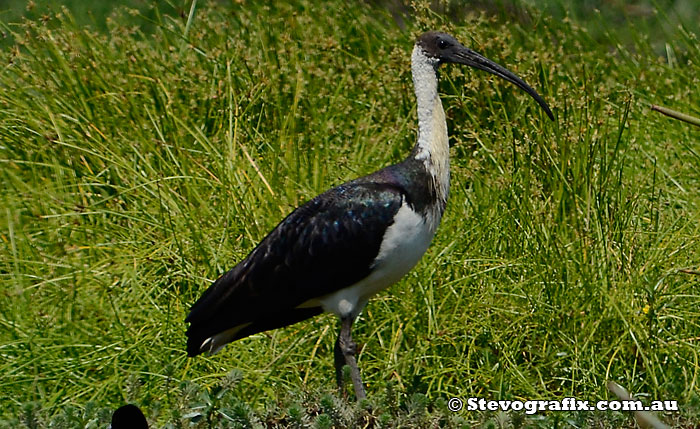 Straw-necked Ibis