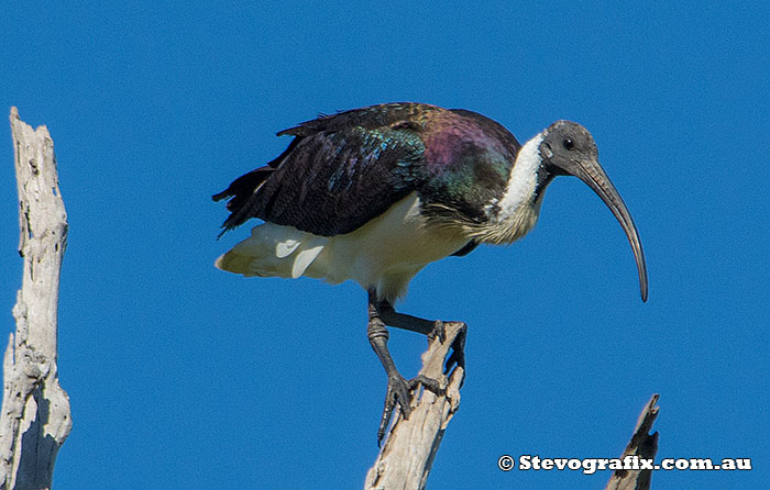 Straw-necked Ibis