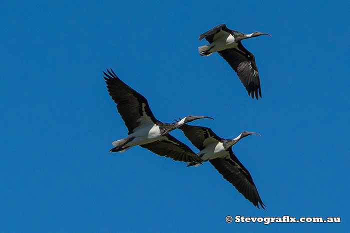 Straw-necked Ibis