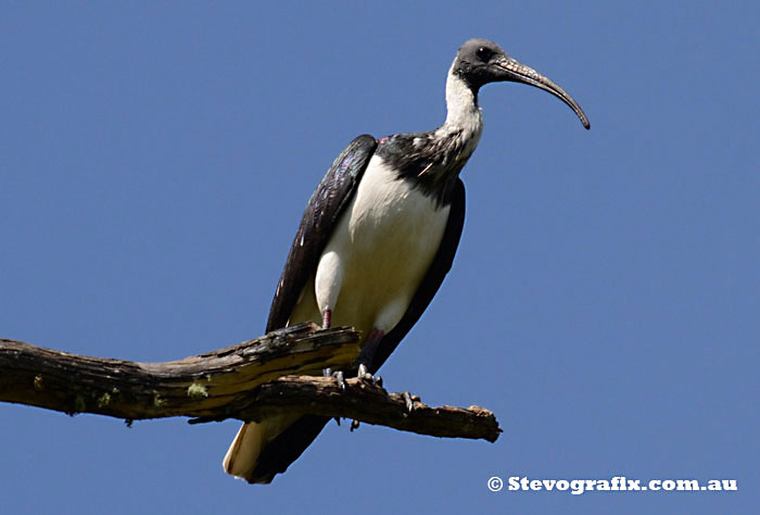 Straw-necked Ibis