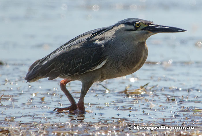 Striated Heron