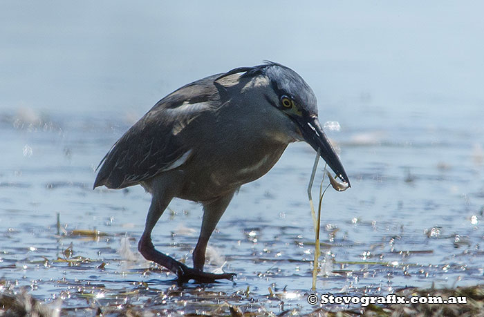 Striated Heron