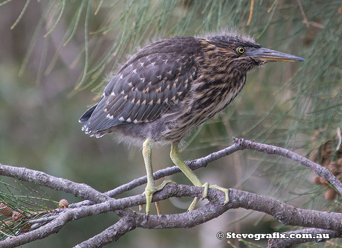 Juvenile Striated Heron