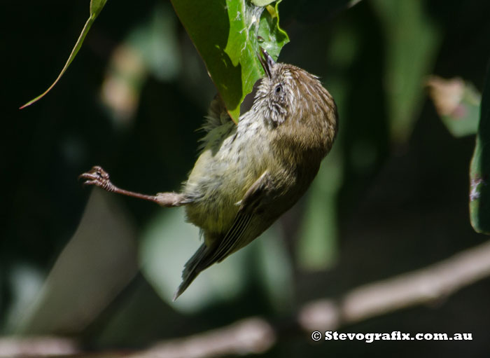 Striated Thornbill Close-up