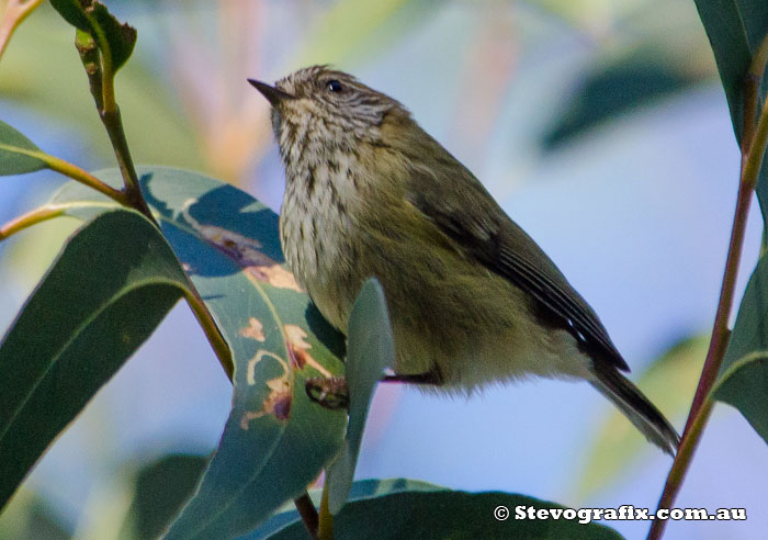 Striated Thornbill