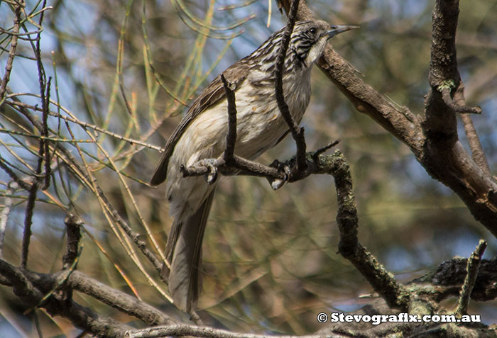 Juvenile Striped Honeyeater