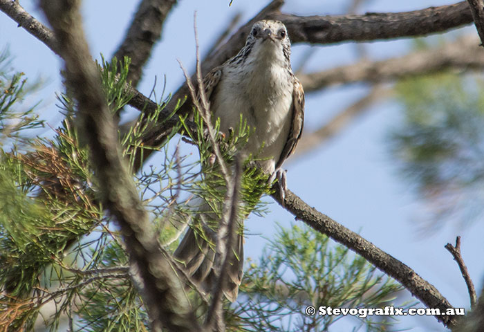 Striped Honeyeater