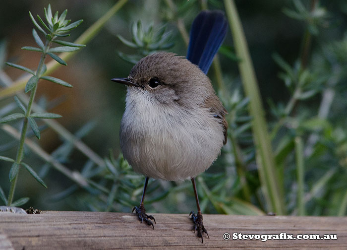 Eclipse male Superb Fairy-wren