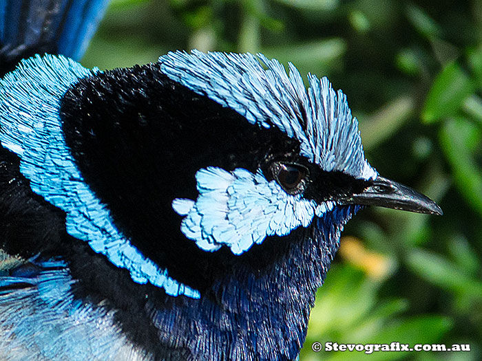 male Superb Fairy-wren