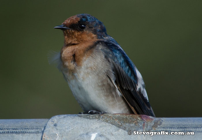 Welcome Swallow