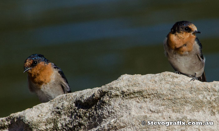 Welcome Swallows